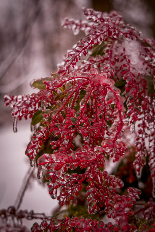 "Fine art photography print of Japanese Andromeda berries frozen in rime ice, Michigan winter storm, vibrant red and white wall art."