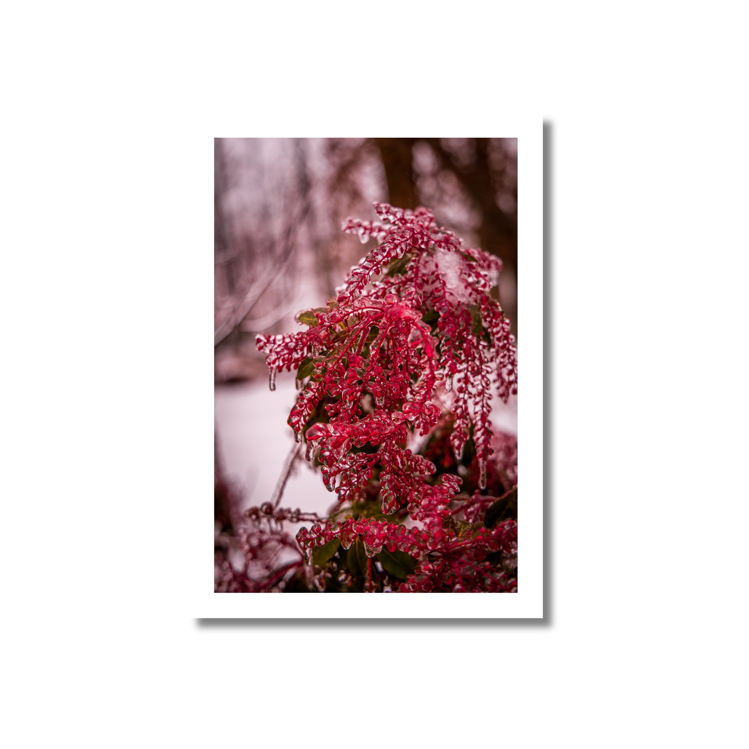 A macro fine art photograph of small, rounded Japanese Andromeda flower buds encased in a thick, crystalline layer of frozen rime ice.