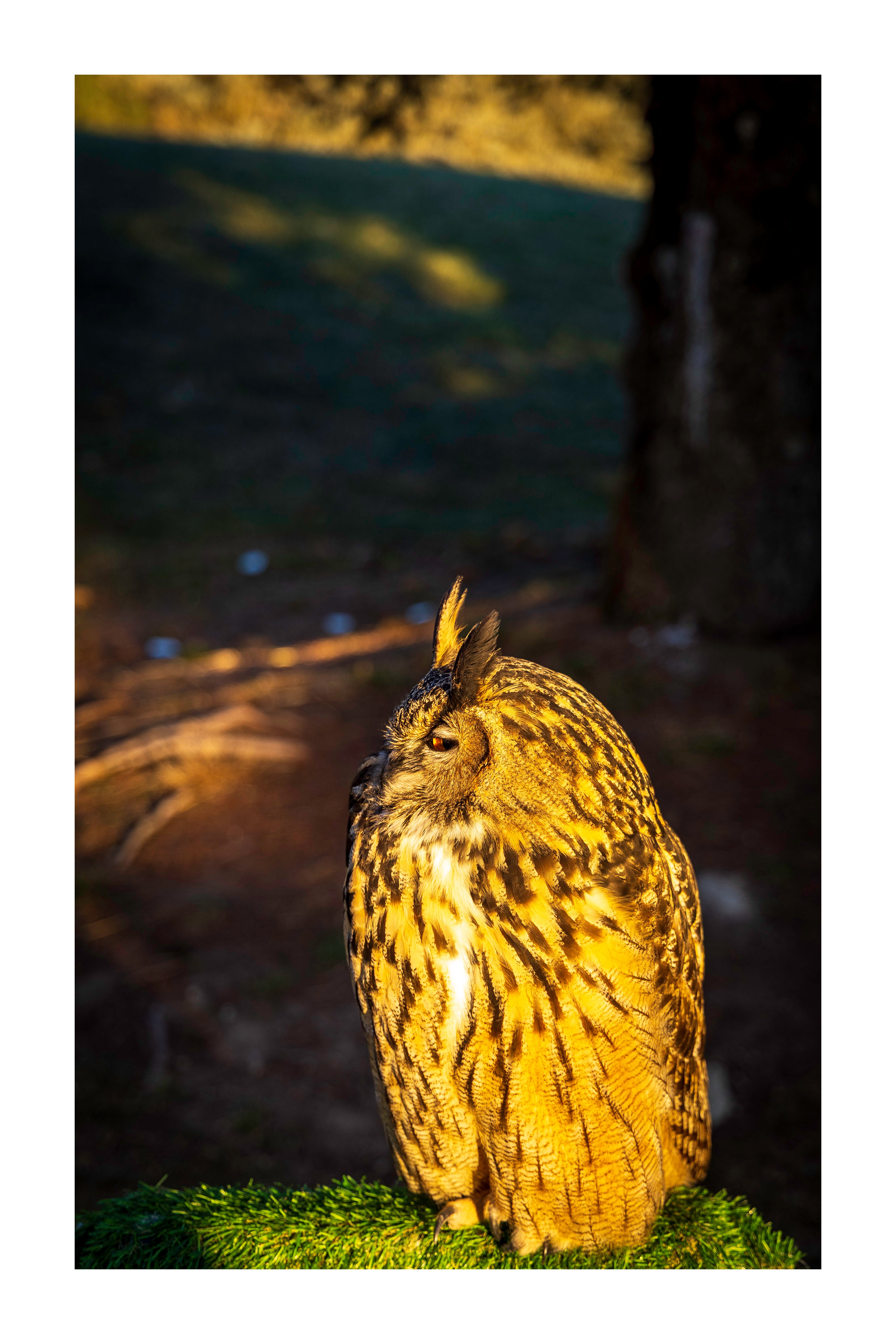 A 12x18 inch fine art print of Kira, a Eurasian Eagle-Owl, in three-quarter profile, showing the product dimensions and white border margins.