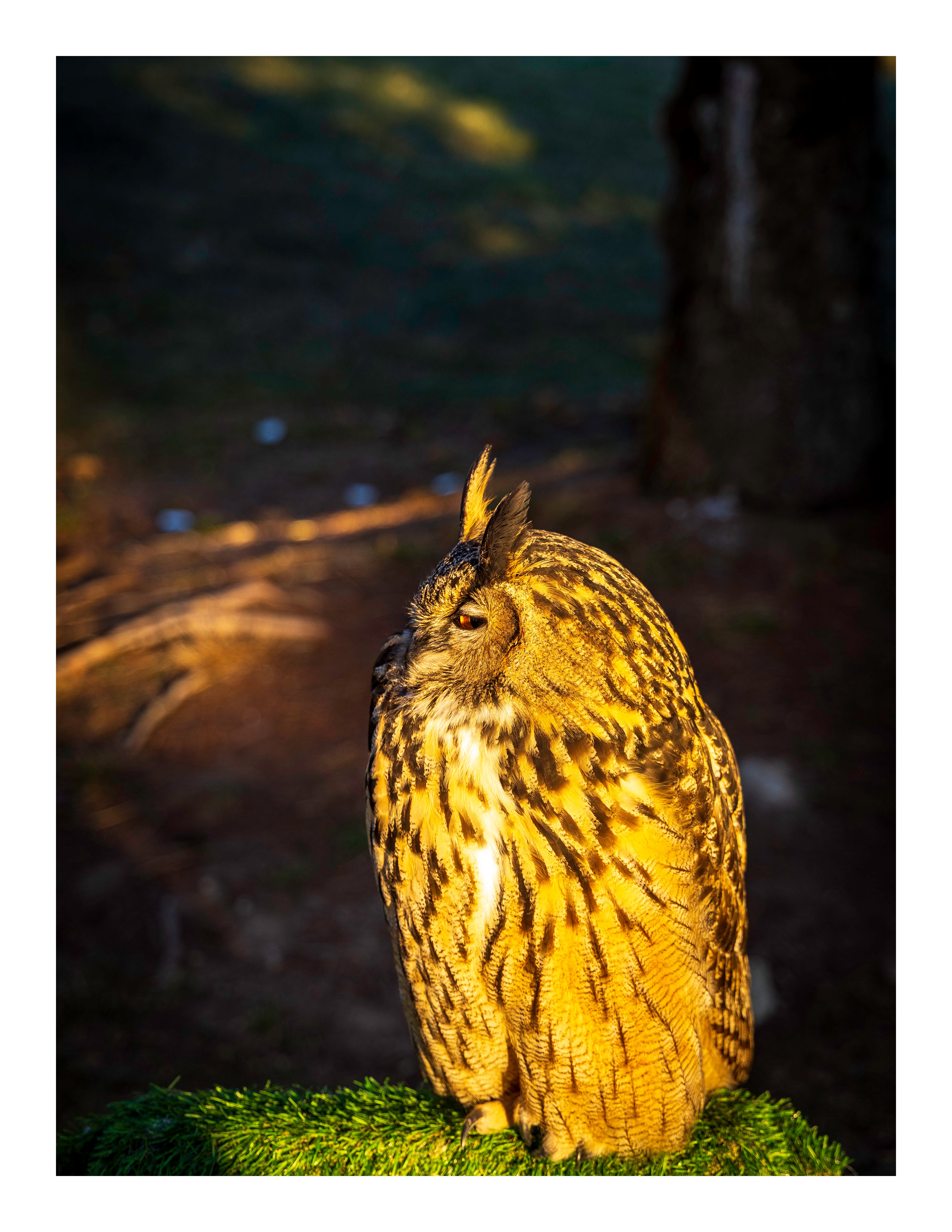 A 17x22 inch fine art print of Kira, a Eurasian Eagle-Owl, in three-quarter profile, showing the product dimensions and white border margins.