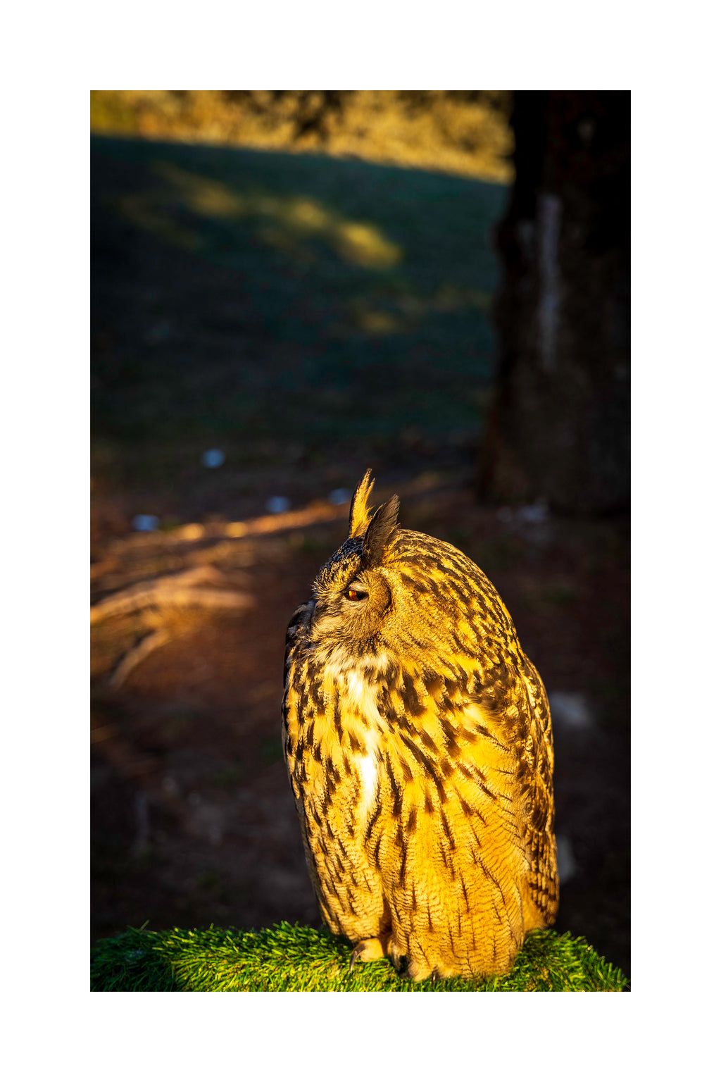 A 8x12 inch fine art print of Kira, a Eurasian Eagle-Owl, in three-quarter profile, showing the product dimensions and white border margins.