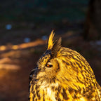 A close-up macro three-quarter profile fine art portrait of Kira, a Eurasian Eagle-Owl, showcasing a brilliant orange eye and patterned feathers.