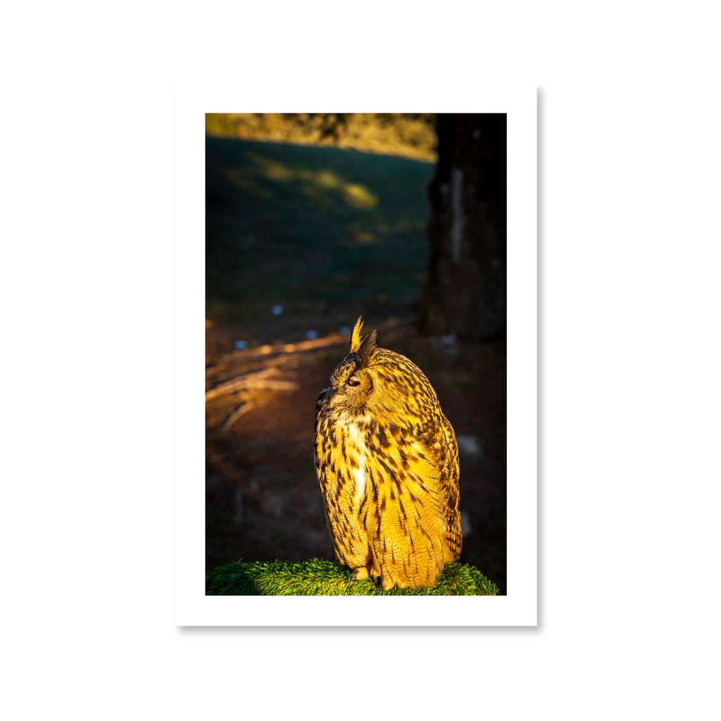 A three-quarter profile fine art portrait of Kira, a Eurasian Eagle-Owl, showcasing a brilliant orange eye and patterned feathers.