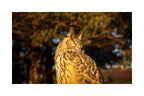 A 12x8 inch fine art print of Kira, a Eurasian Eagle-Owl, showing the product dimensions and white border margins.
