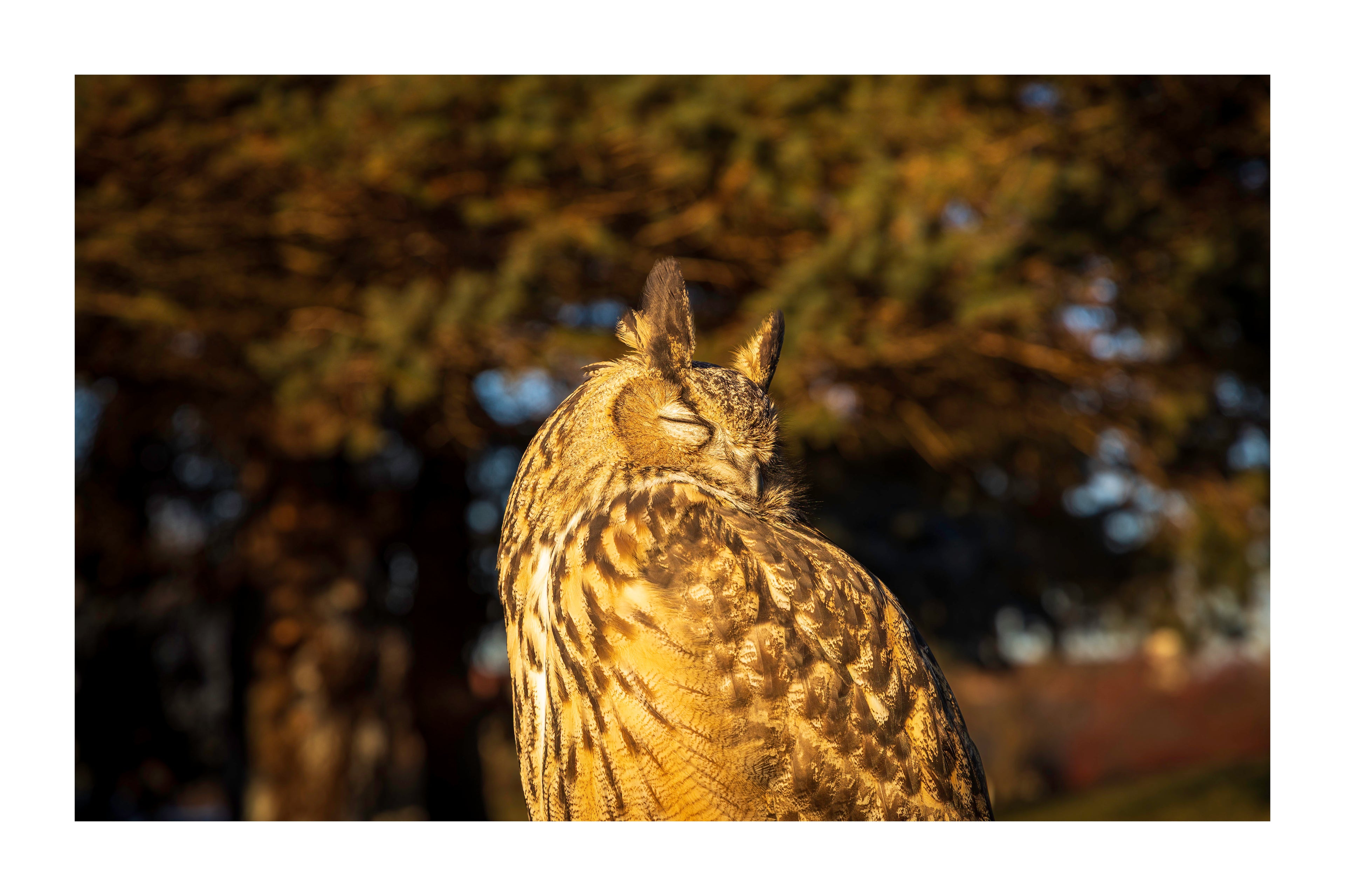 A 18x12 inch fine art print of Kira, a Eurasian Eagle-Owl, showing the product dimensions and white border margins.