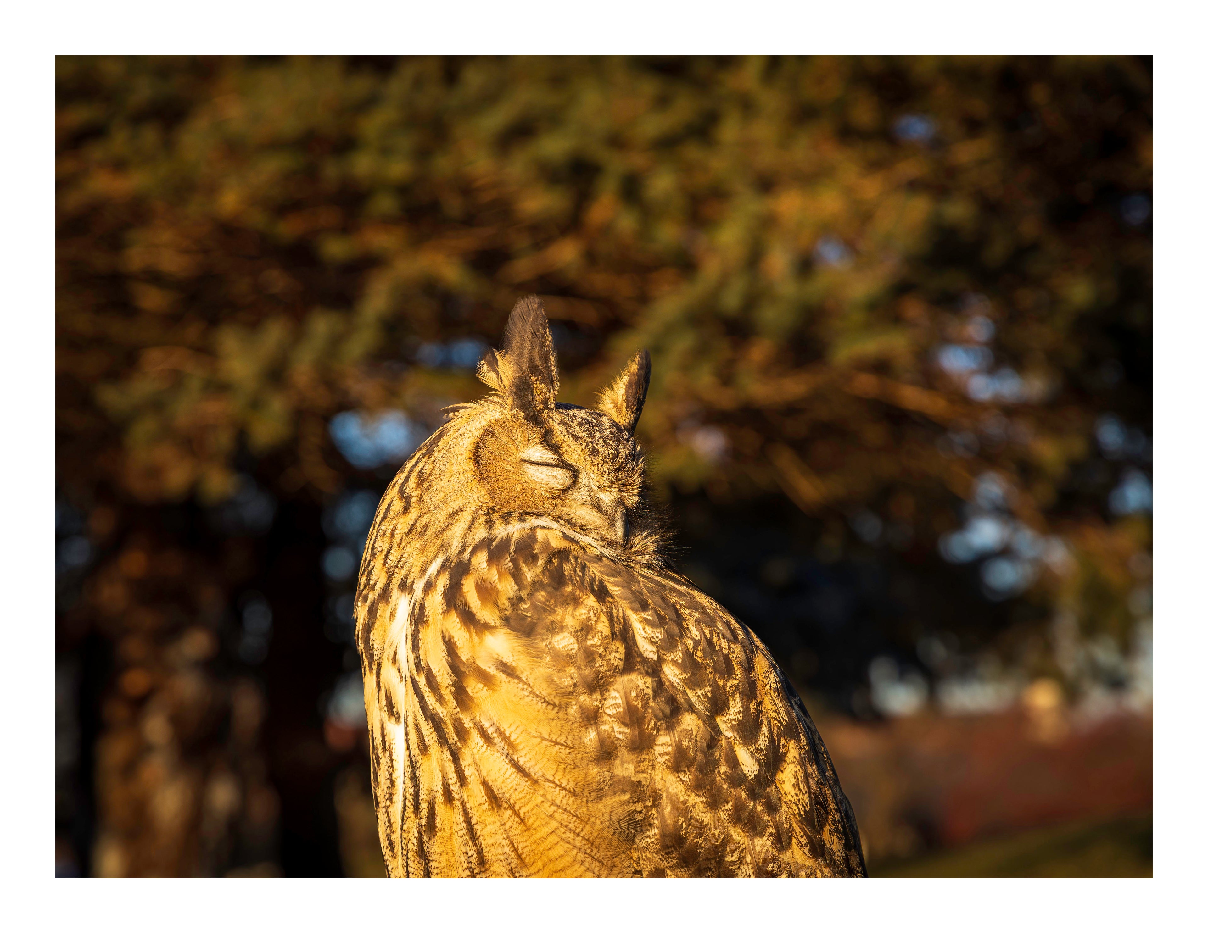 A 22x17 inch fine art print of Kira, a Eurasian Eagle-Owl, showing the product dimensions and white border margins.