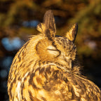 A close-up macro photograph of Kira, a Eurasian Eagle-Owl, highlighting the intricate tiger stripe feather patterns and prominent ear tufts.