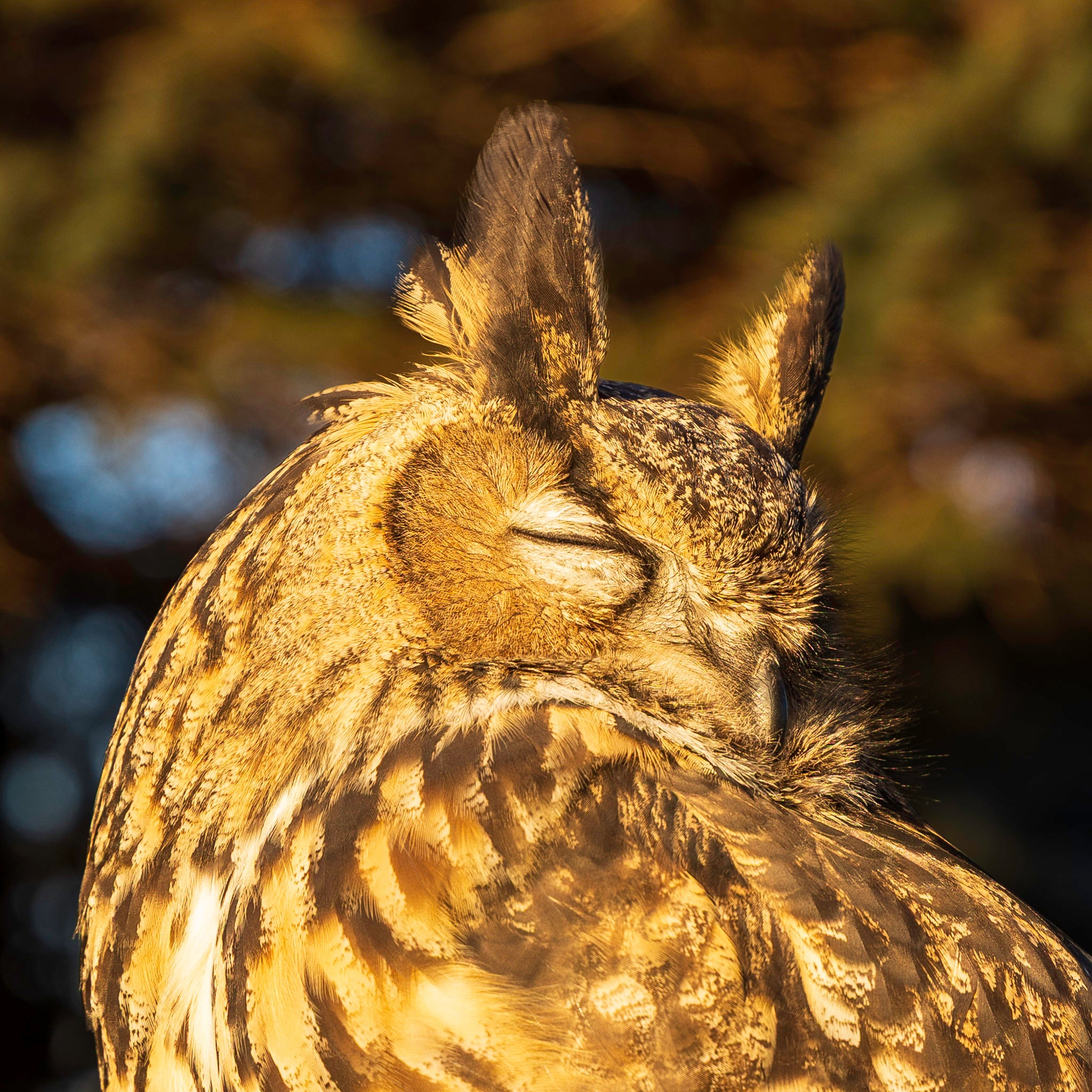 A close-up macro photograph of Kira, a Eurasian Eagle-Owl, highlighting the intricate tiger stripe feather patterns and prominent ear tufts.