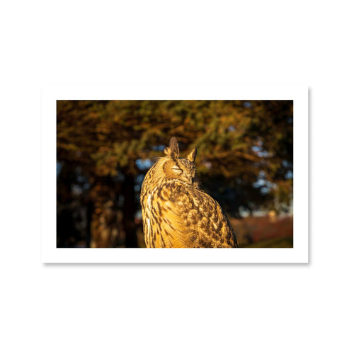 A peaceful fine art portrait of Kira, a Eurasian Eagle-Owl, with eyes closed, highlighting the intricate feather patterns and prominent ear tufts.