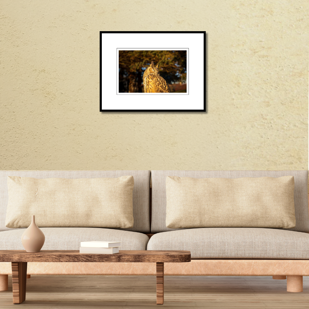 A framed fine art print of Kira the Eurasian Eagle-Owl displayed on a living room wall above a couch to show scale.
