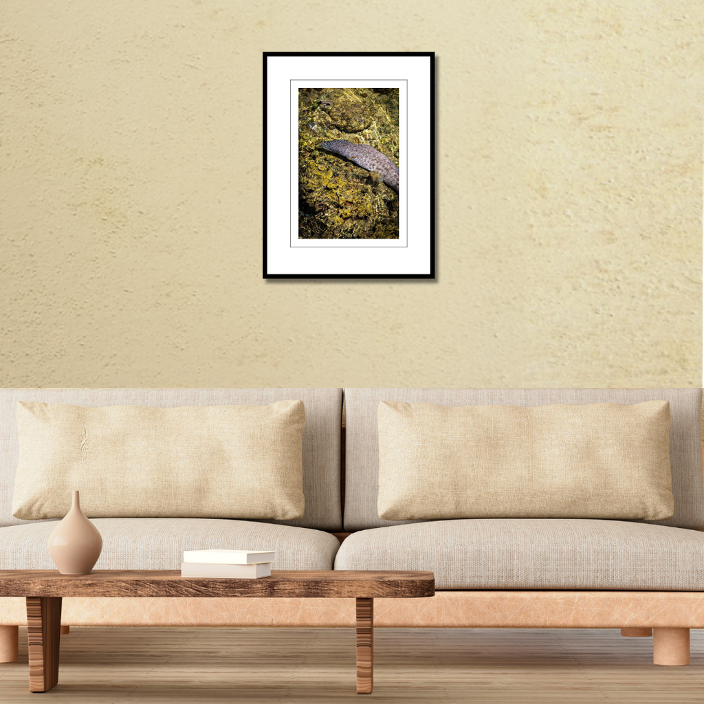 A framed fine art print of a moray eel in a Guam tide pool displayed on a living room wall above a couch to showcase scale.