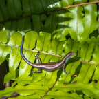 Enlarged detail of the Sapphire Sentinel print, highlighting the glossy scales and electric blue tail of the skink.