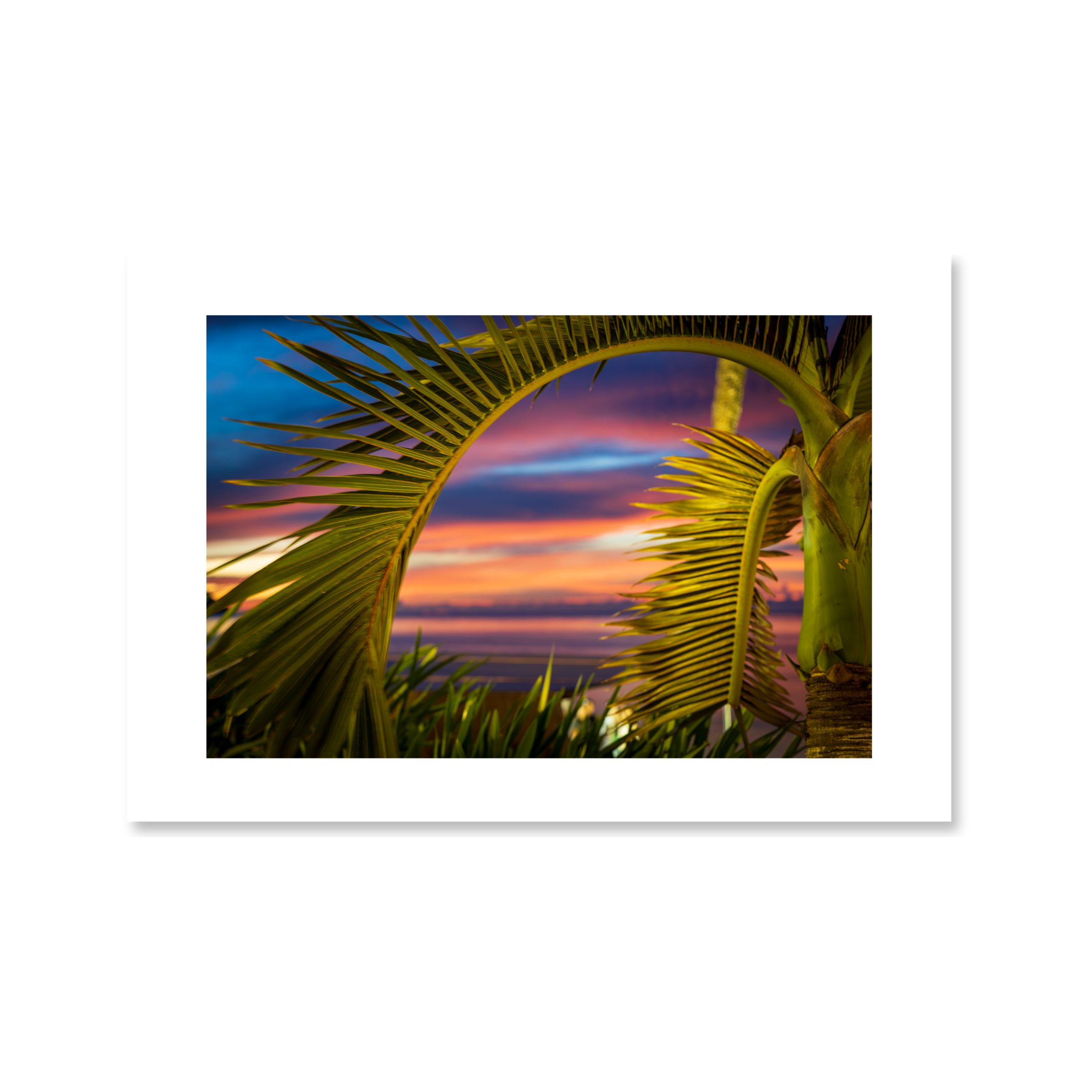 A vibrant ocean sunset with deep pink and blue sky gradients, framed elegantly by the arching green fronds of a tropical palm tree.
