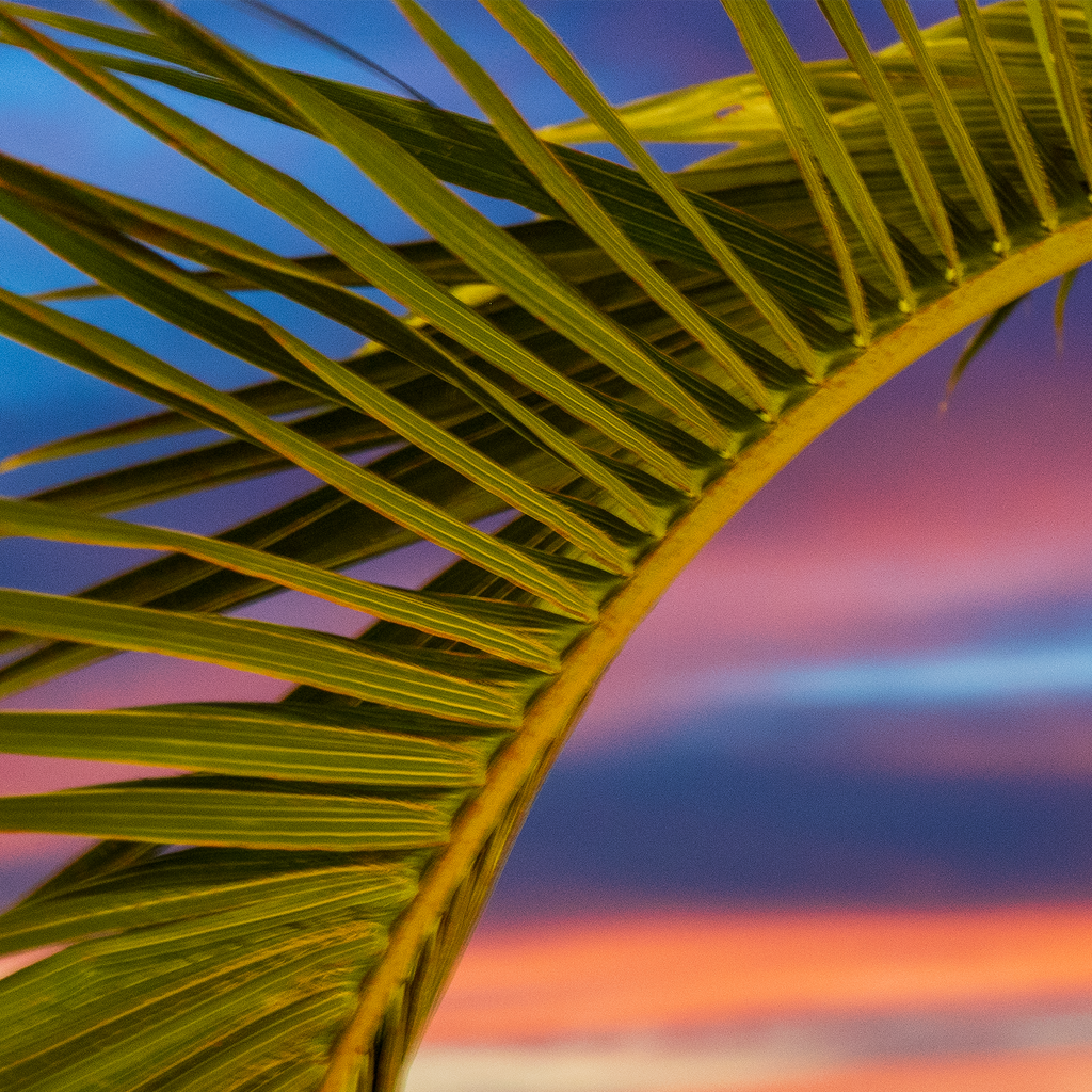 A close-up detail shot focusing on the sharp textures and warm light catching the edges of a tropical palm tree frond.