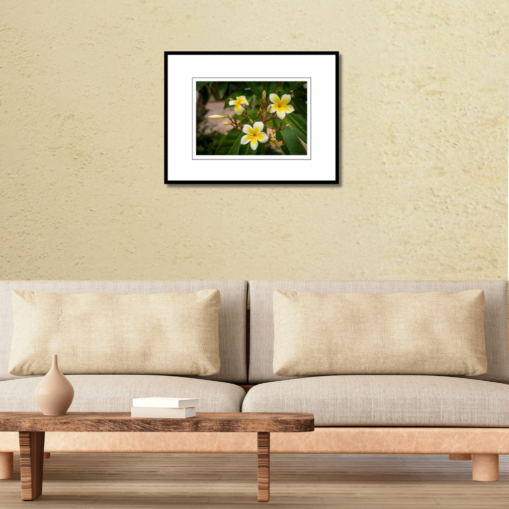 A Plumeria alba print in a sleek frame, displayed on a living room wall above a modern couch.