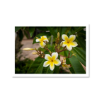 A close-up photograph of a white and yellow Plumeria alba flower blooming at the Leopalace Resort in Guam.