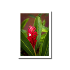 A vibrant red ginger plant with bright crimson bracts and a tiny white flower emerging between broad green tropical leaves in Guam.