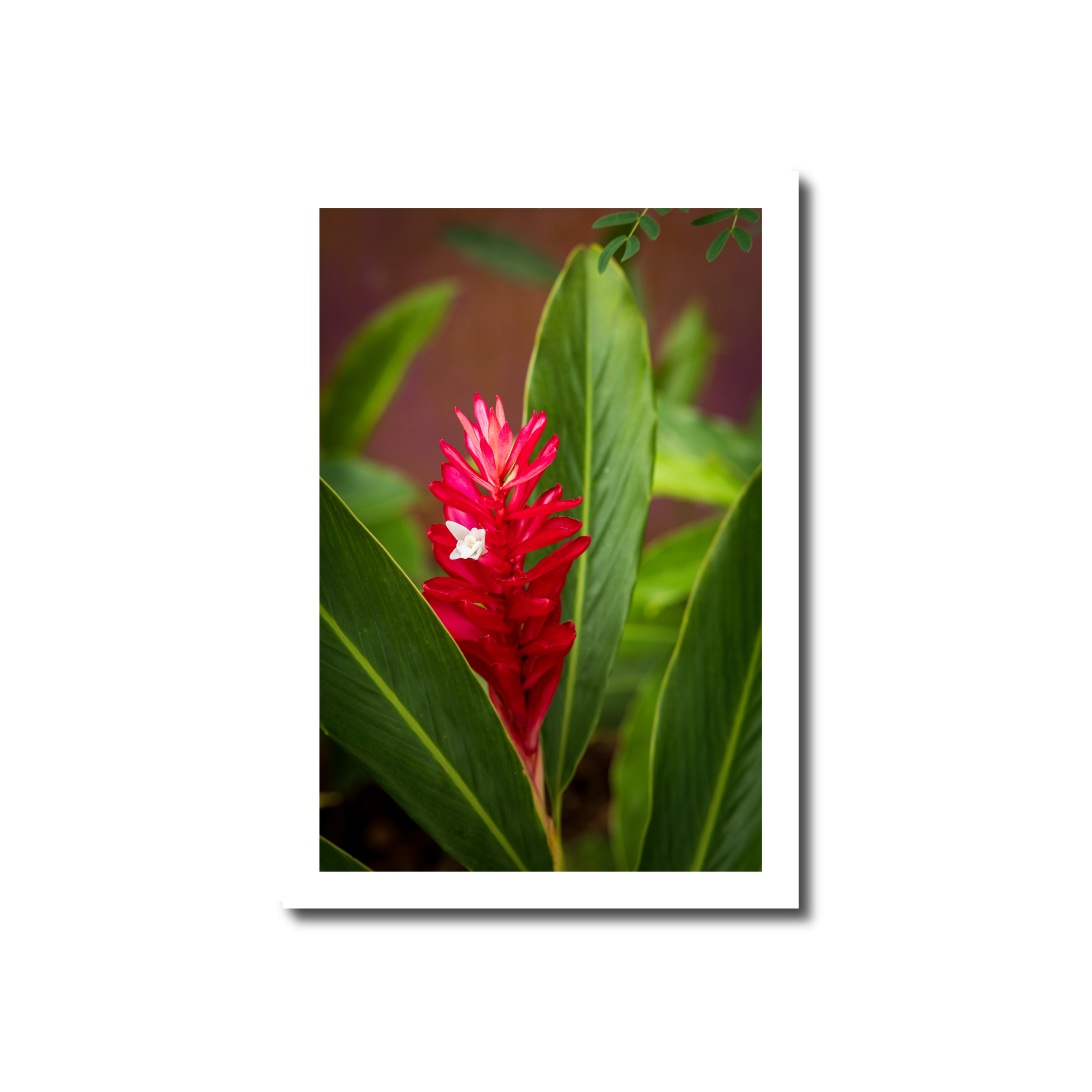 A vibrant red ginger plant with bright crimson bracts and a tiny white flower emerging between broad green tropical leaves in Guam.