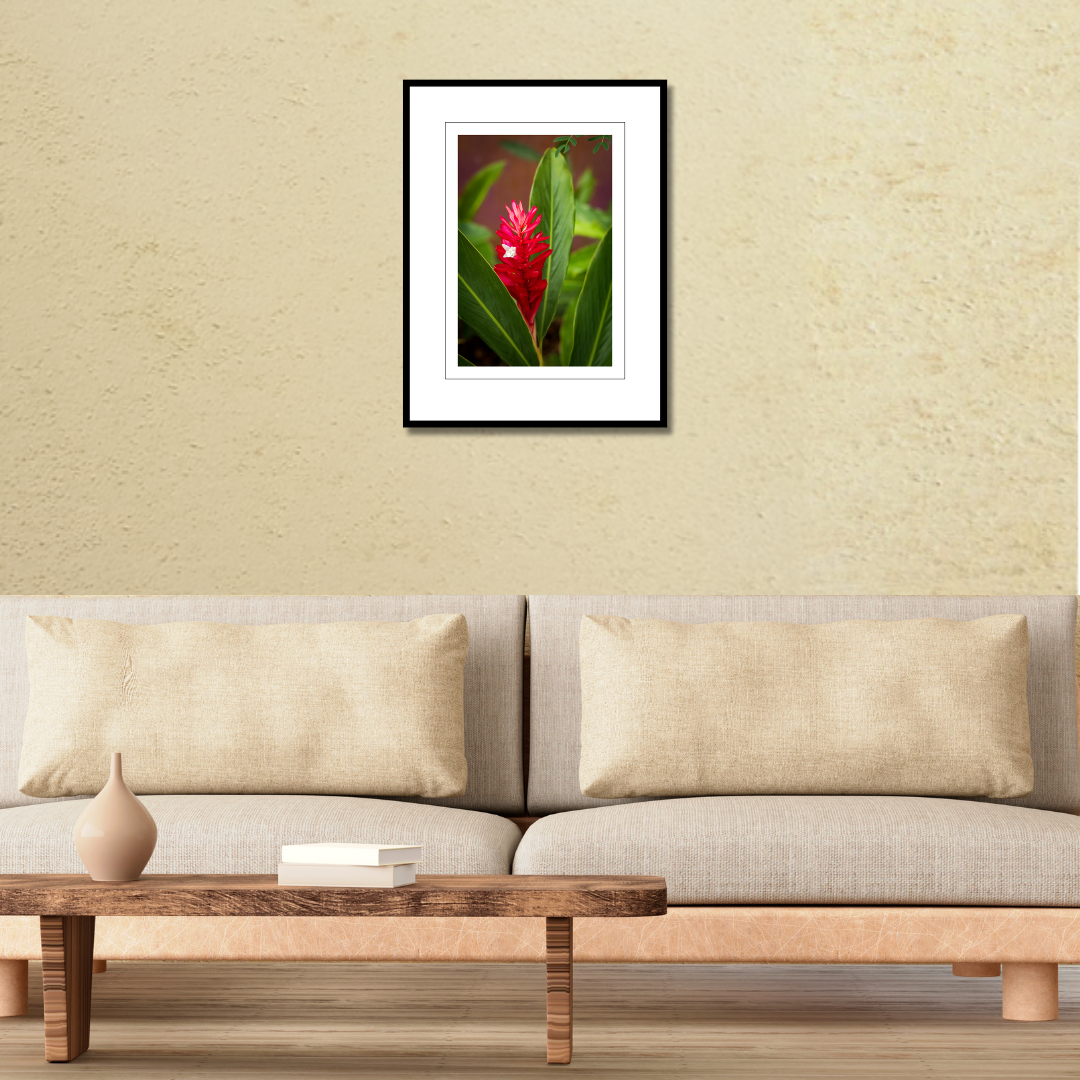 A framed botanical fine art print of a red ginger flower displayed on a modern living room wall over a couch to show scale.