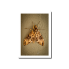 Macro photograph of a large brown Privet Hawk Moth resting on a textured wall in Barrigada Guam.