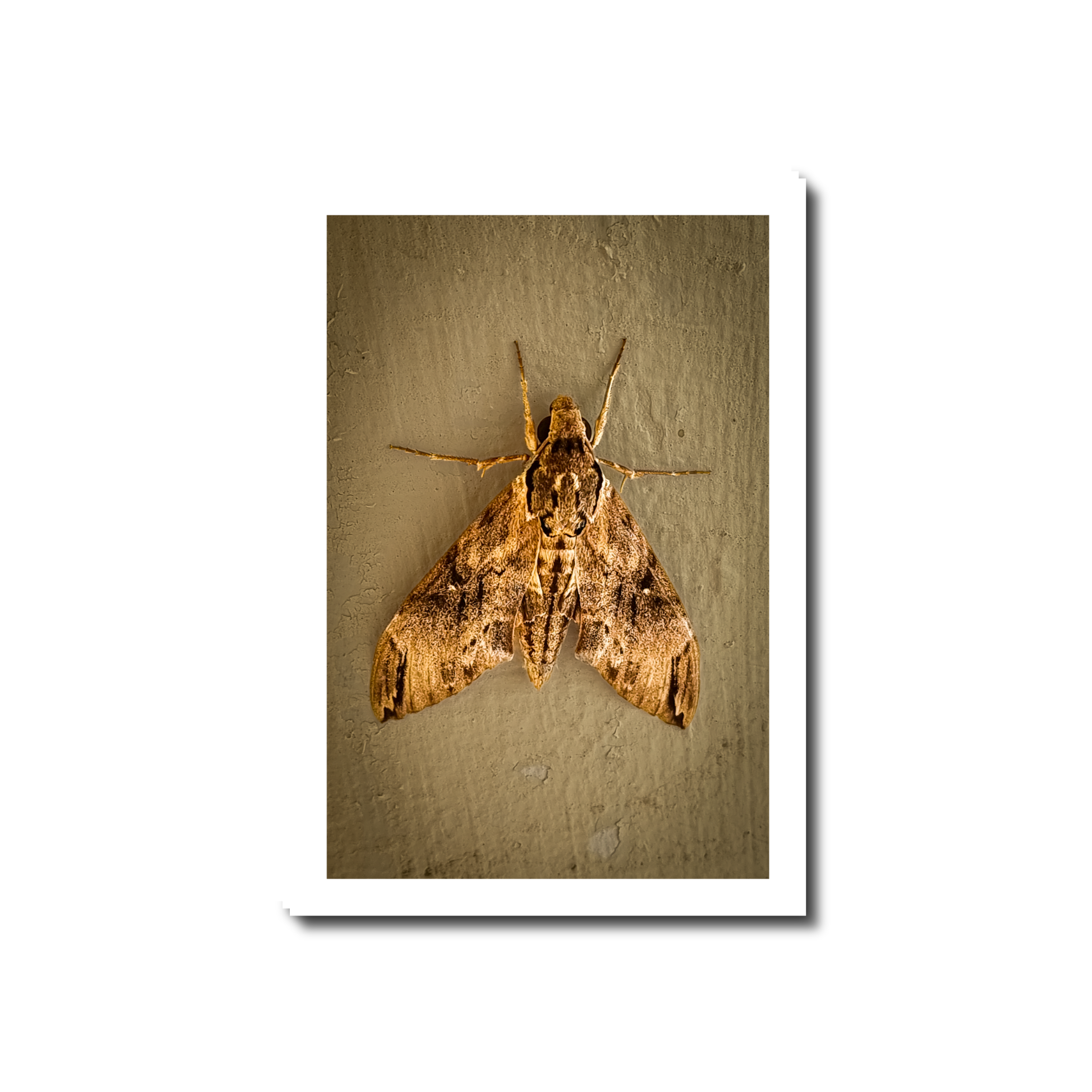 Macro photograph of a large brown Privet Hawk Moth resting on a textured wall in Barrigada Guam.