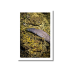 A top-down fine art photograph of a speckled Paintspotted Moray eel resting in the shallow, clear tide pools of a limestone reef in Guam.